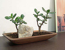 Wooden Bonsai Bowl