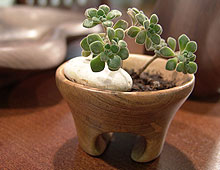 Wooden Bonsai Bowl