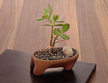 Wooden Bonsai Bowl