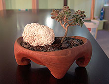 Wooden Bonsai Bowl