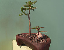 Wooden Bonsai Bowl