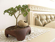 Drevené doplnky | Bonsai misky